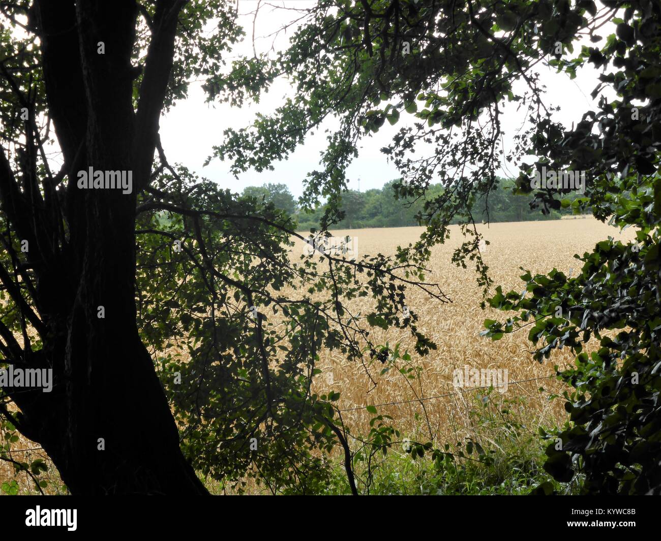 Voir à travers les arbres au blé / maïs champ avec baldaquin d'arbres Banque D'Images
