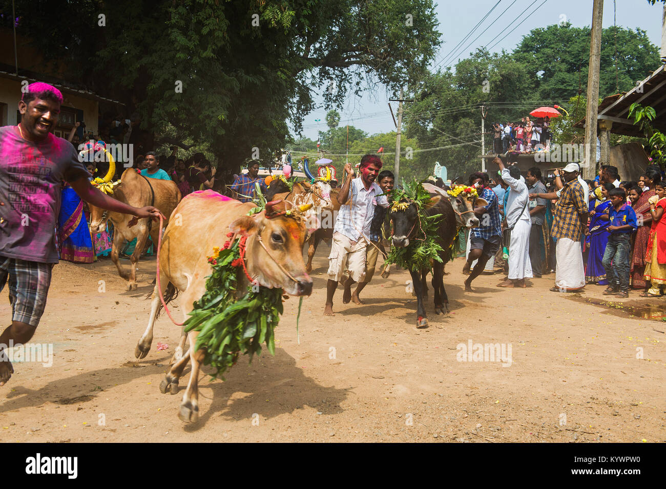 Tamil Nadu, Inde. 16 janvier, 2018. Pongal, le harvest festival dédié au soleil, célébré dans le village de Kuilapalayam au Tamil Nadu. La race de vache. Crédit : Marco Saroldi/Alamy Live News Banque D'Images