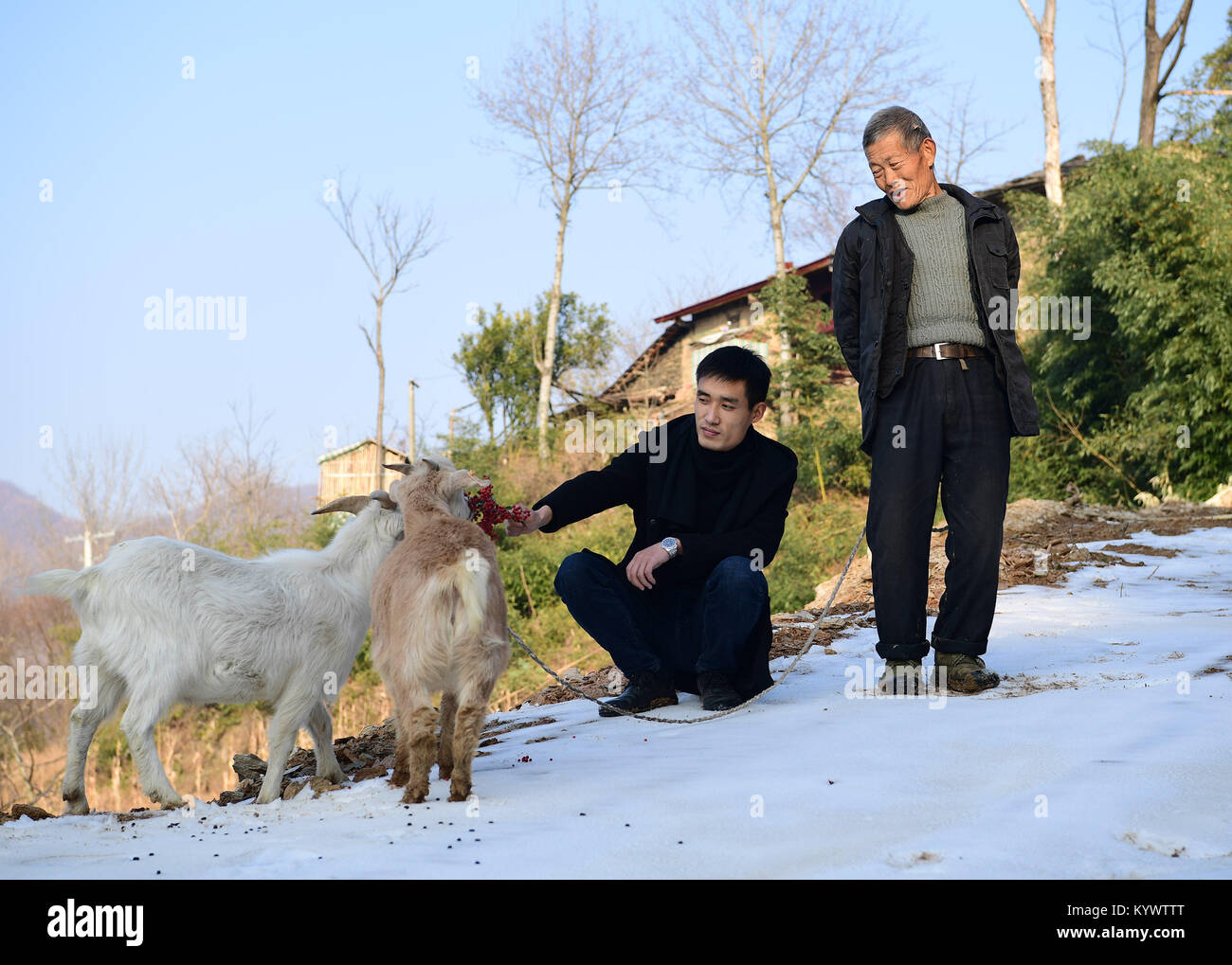 Xi'an, province du Shaanxi en Chine. 16 janvier, 2018. Zhao Lei (L) rss villager Kou Changfu dans Zhaiya les chèvres de Village de Zaoyang Ville située dans le nord-ouest de la Chine, d'Ankang, province de Shaanxi, le 16 janvier 2018. En 2011, le travailleur migrant Zhao Lei est retourné dans sa ville natale d'est Zhaiya la province de Zhejiang et essayé d'élever des chèvres. Comme l'expansion de l'élevage, Zhao a coopéré avec d'autres villageois dans l'élevage et des revenus partagés avec eux. En 2017, Zhao a apporté des gains supplémentaires pour 53 familles pauvres dans le village. Shao Crédit : Rui/Xinhua/Alamy Live News Banque D'Images