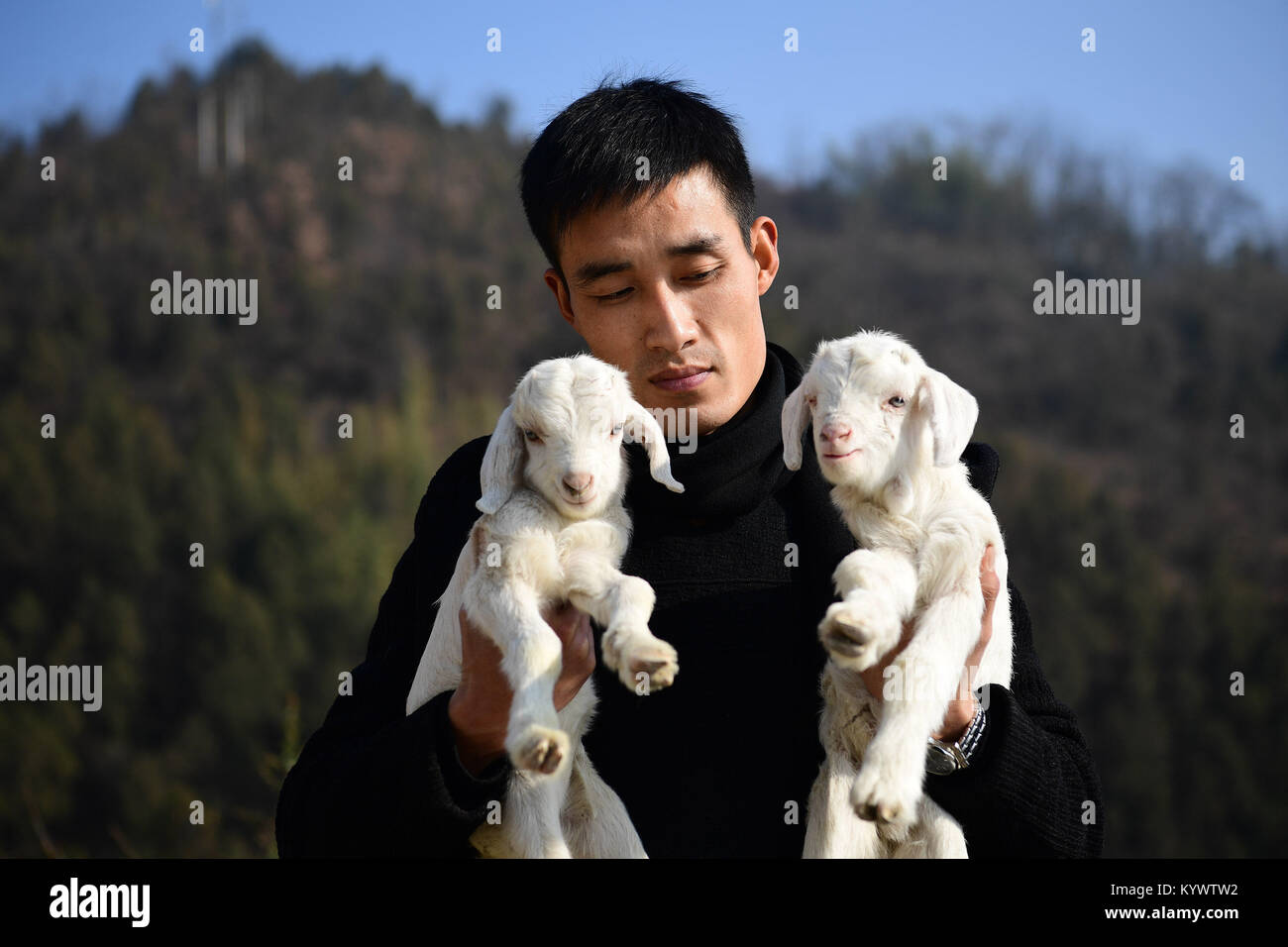 Xi'an, province du Shaanxi en Chine. 16 janvier, 2018. Zhao Lei détient et contrôle deux chèvres dans Zhaiya Village de Zaoyang Ville située dans le nord-ouest de la Chine, d'Ankang, province de Shaanxi, le 16 janvier 2018. En 2011, le travailleur migrant Zhao Lei est retourné dans sa ville natale d'est Zhaiya la province de Zhejiang et essayé d'élever des chèvres. Comme l'expansion de l'élevage, Zhao a coopéré avec d'autres villageois dans l'élevage et des revenus partagés avec eux. En 2017, Zhao a apporté des gains supplémentaires pour 53 familles pauvres dans le village. Shao Crédit : Rui/Xinhua/Alamy Live News Banque D'Images