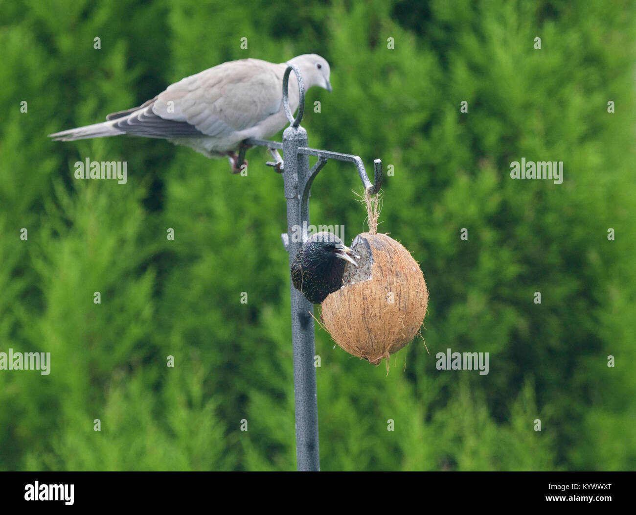 Les nouvelles usines High Peak Derbyshire, Angleterre. 17 Jan, 2018. Une tête attend patiemment son tour comme un étourneau rss à partir d'une noix de coco dans une mangeoire. Crédit : John Fryer/Alamy Live News Banque D'Images