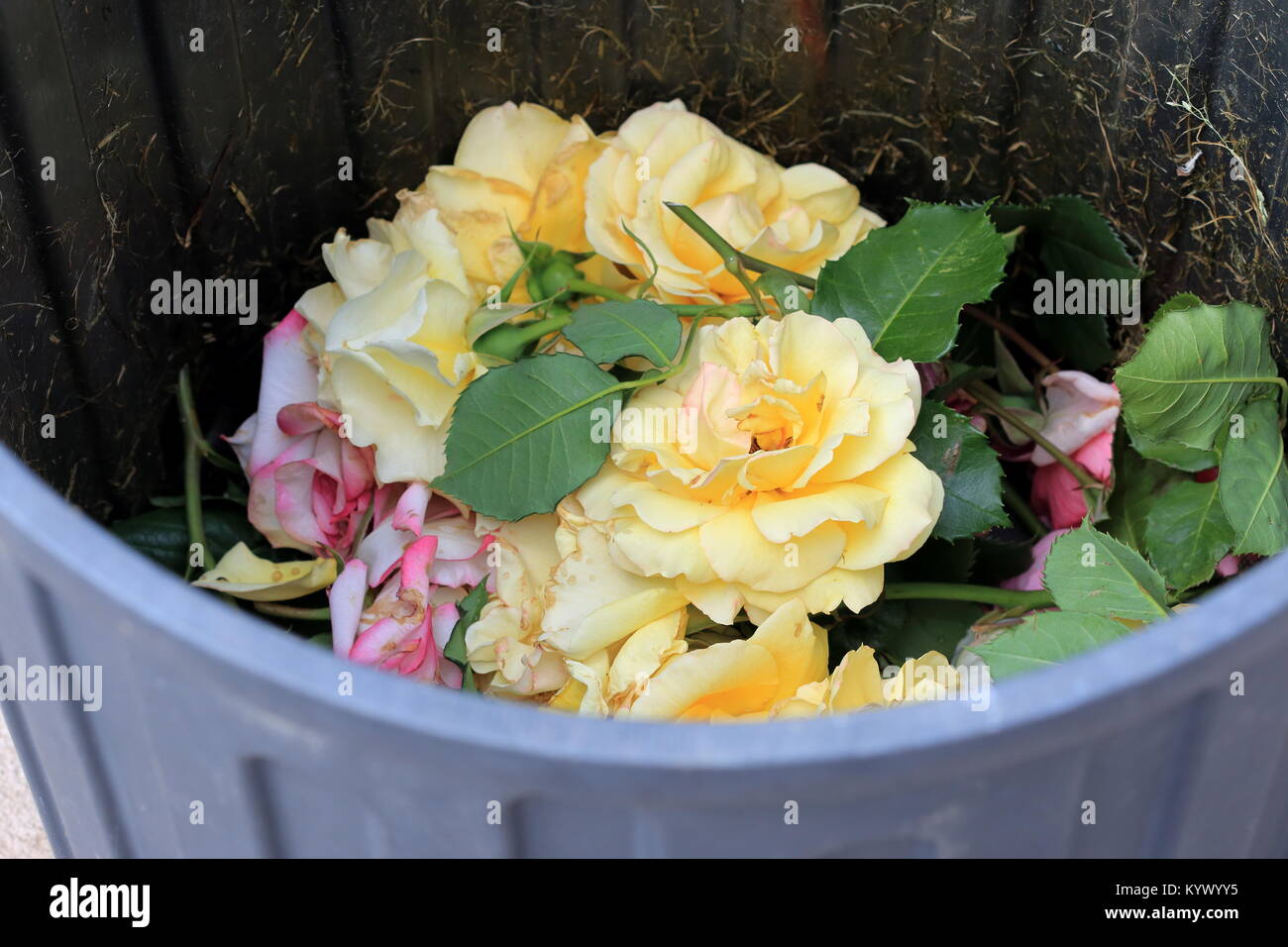 Roses en poubelle Banque D'Images