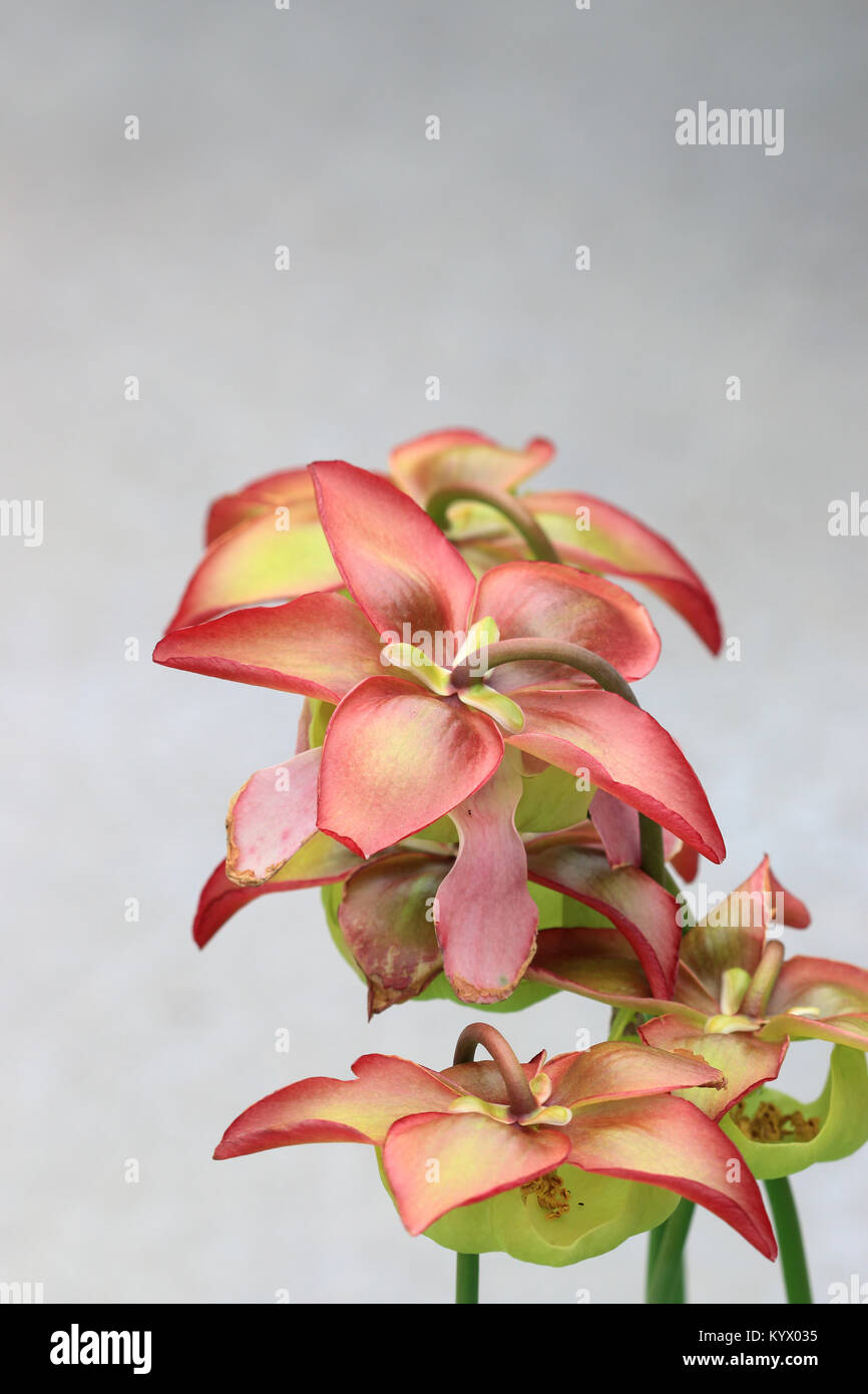 Close up d'Canivorous pichet jaune Plantes Fleurs Banque D'Images