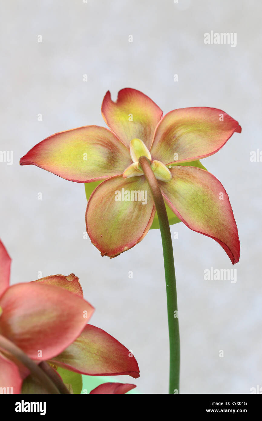 Close up d'Canivorous pichet jaune Plantes Fleurs Banque D'Images