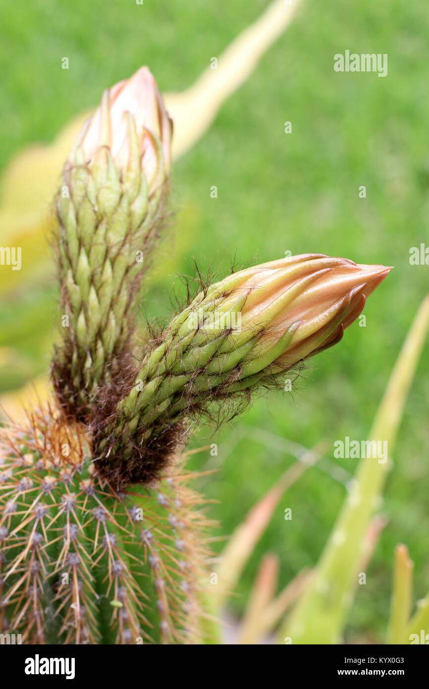 Rapprochée sur Echinopsis spachiana avec fleurs de cactus Banque D'Images