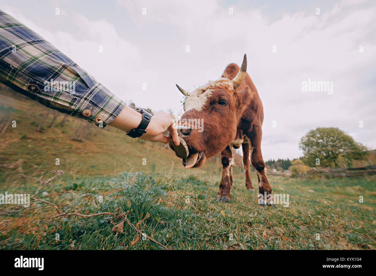 Un beau petit veau enfouit son nez dans l'objectif de l'appareil photo Banque D'Images