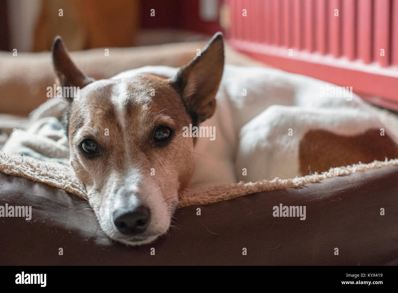 Un vieux Jack Russell Terrier dans son lit, à la recherche dans l'appareil photo Banque D'Images