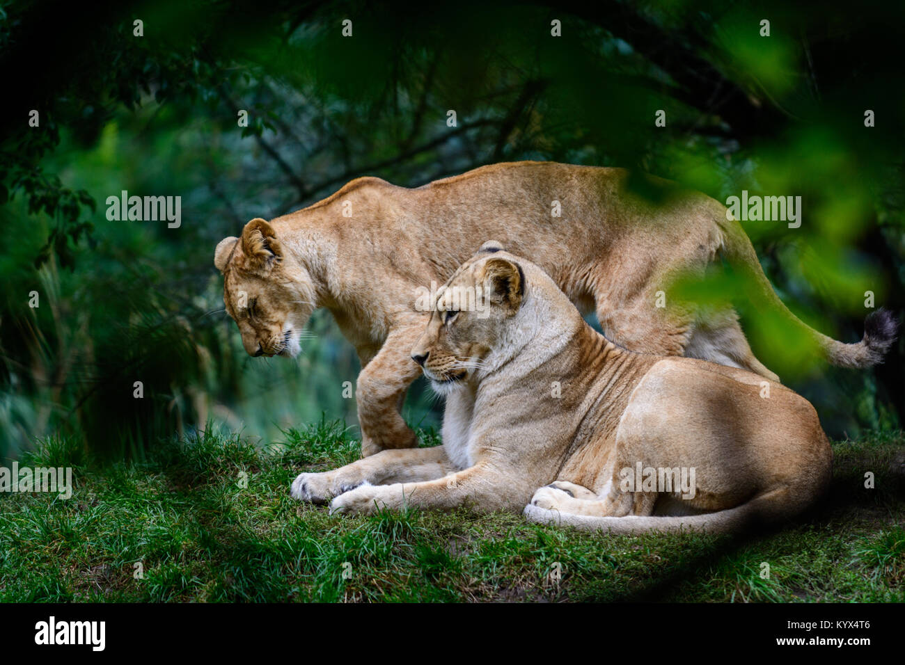 Deux femmes de Barbery lion (Panthera leo leo) des animaux de la vie sauvage Banque D'Images