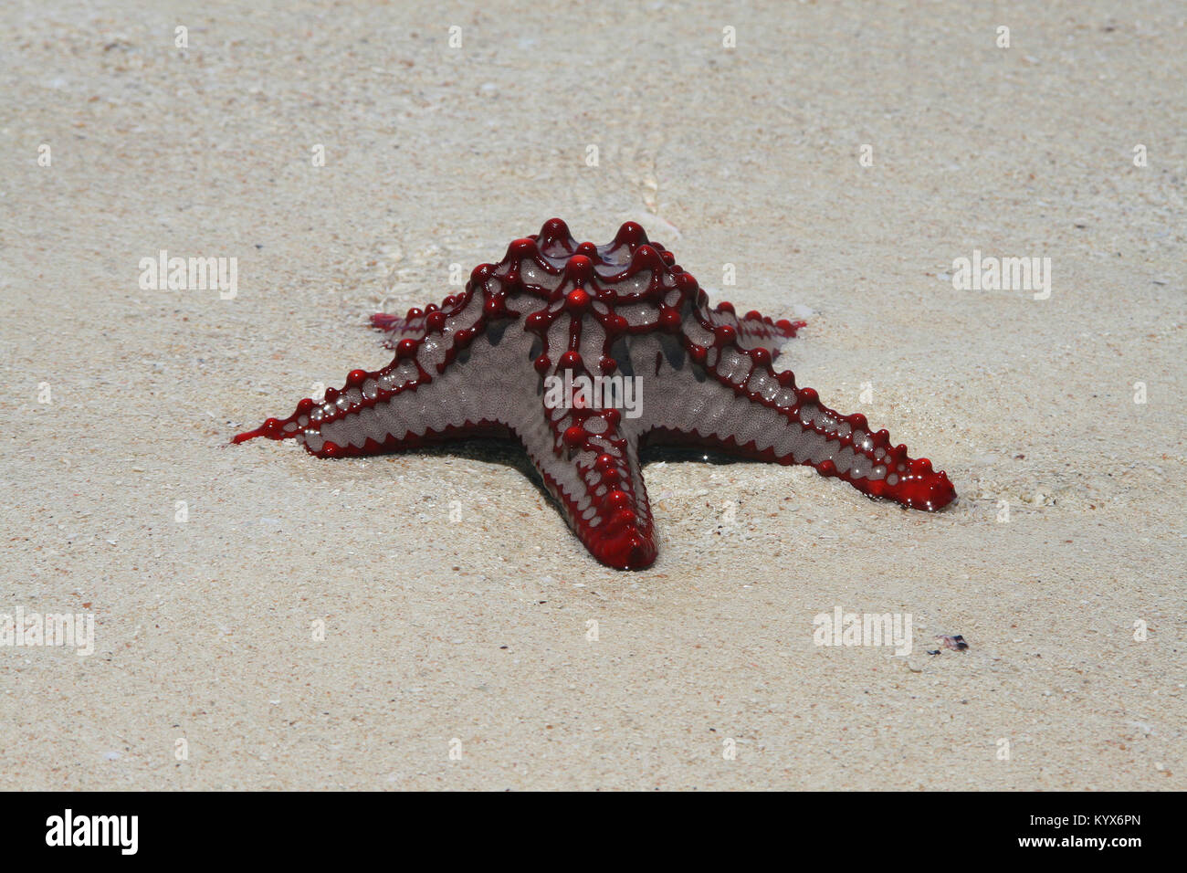 Red-étoile bulbés, (Protoreaster linckii), Zanzibar, Tanzanie. Banque D'Images