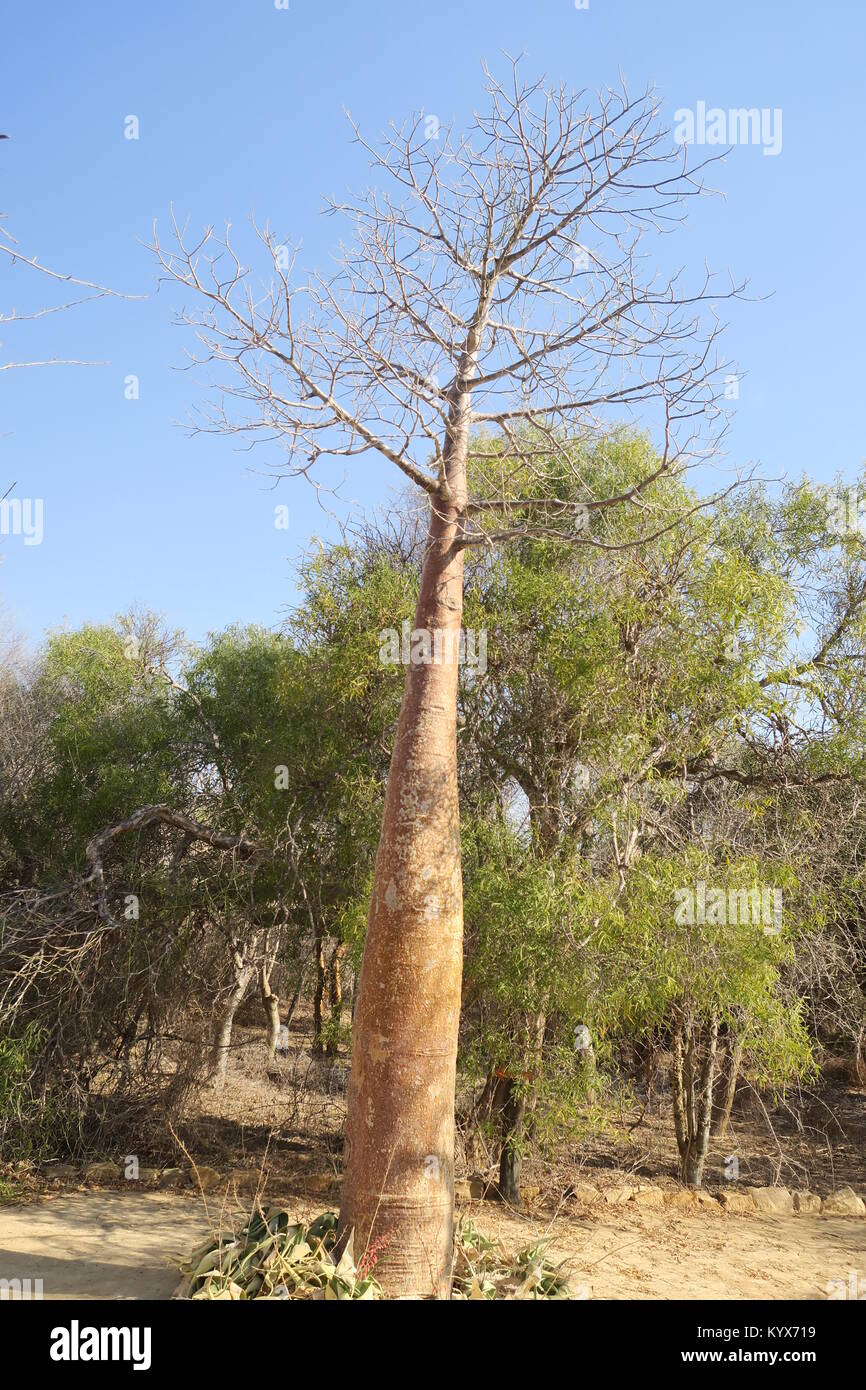 L'Adansonia rubrostipa baobab en d'Antsokay arboretum, jardin botanique, la province de Toliara, Madagascar. Banque D'Images