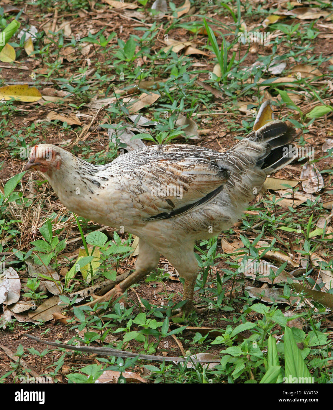 De Poulet à la ferme d'épices, Zanzibar, Tanzanie. Banque D'Images