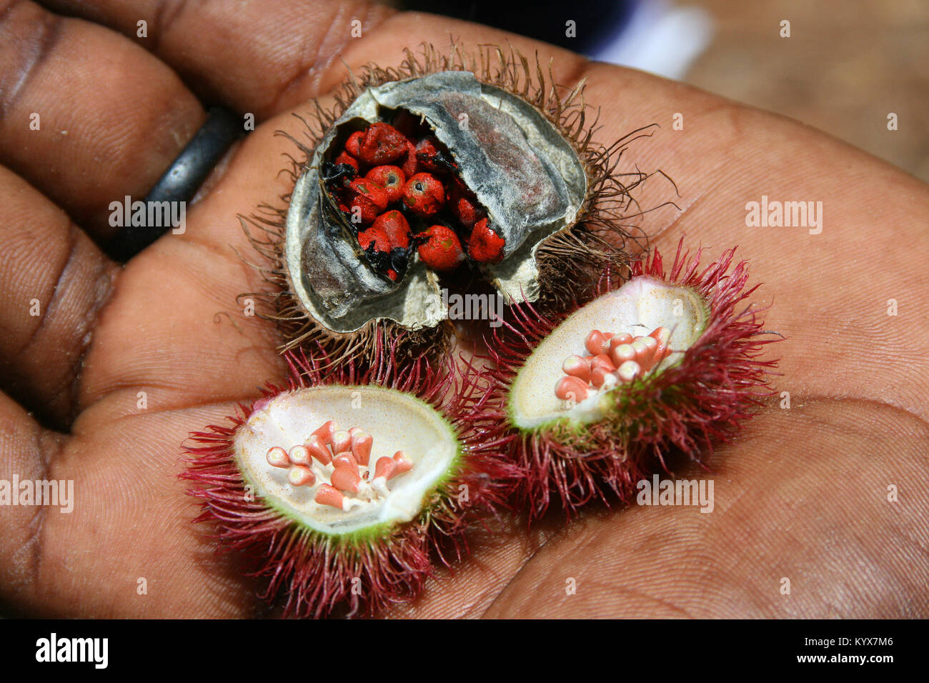 Mûr et durcie à sec Achiotes (Bixa orellana), Ferme d'épices, Zanzibar, Tanzanie. Banque D'Images