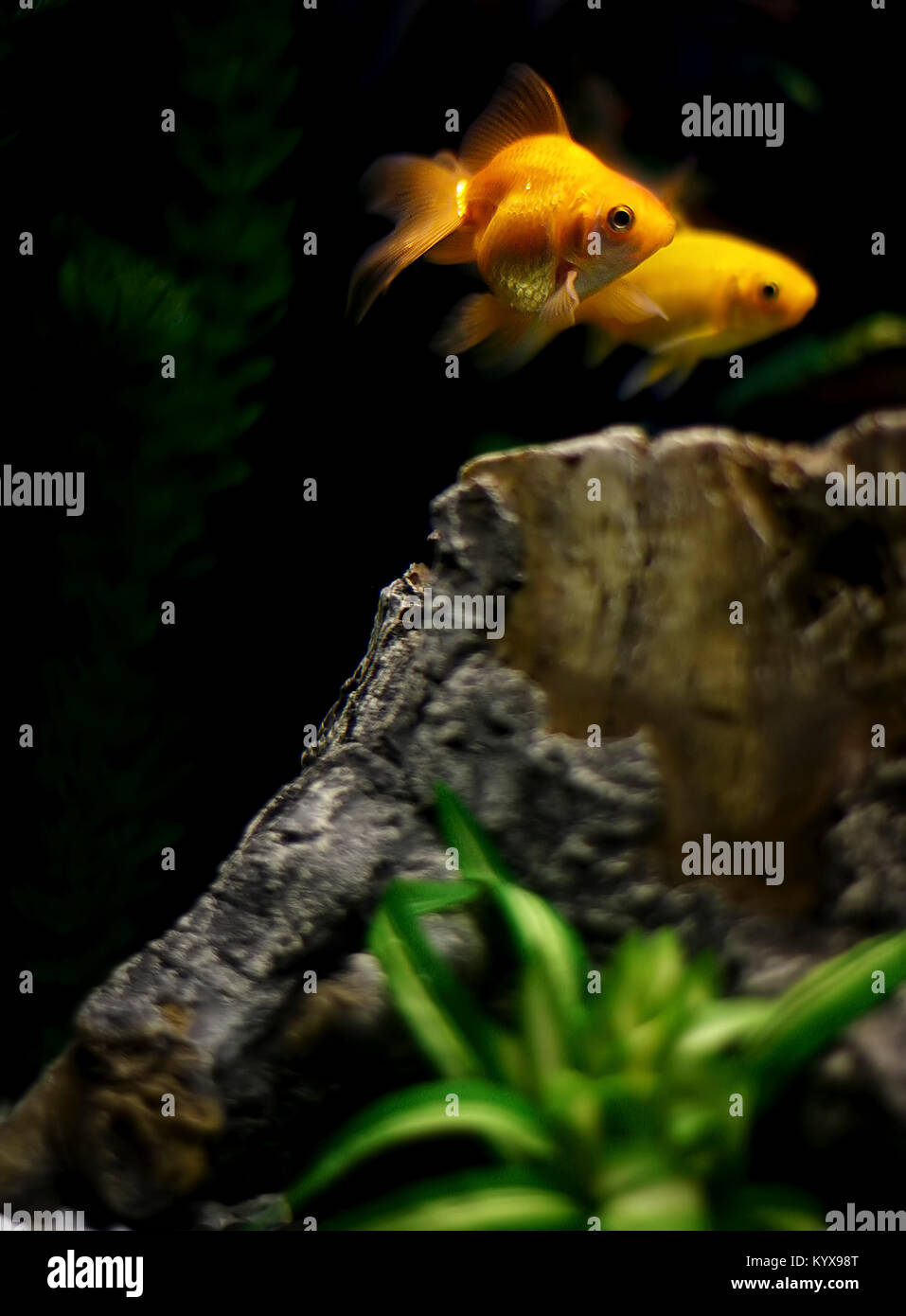 Orange deux goldfishes nagent dans leur réservoir. Banque D'Images