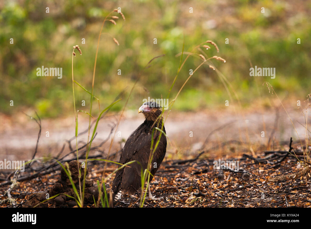 Un oiseau sauvage près de Villa La Angostura, Argentine Banque D'Images