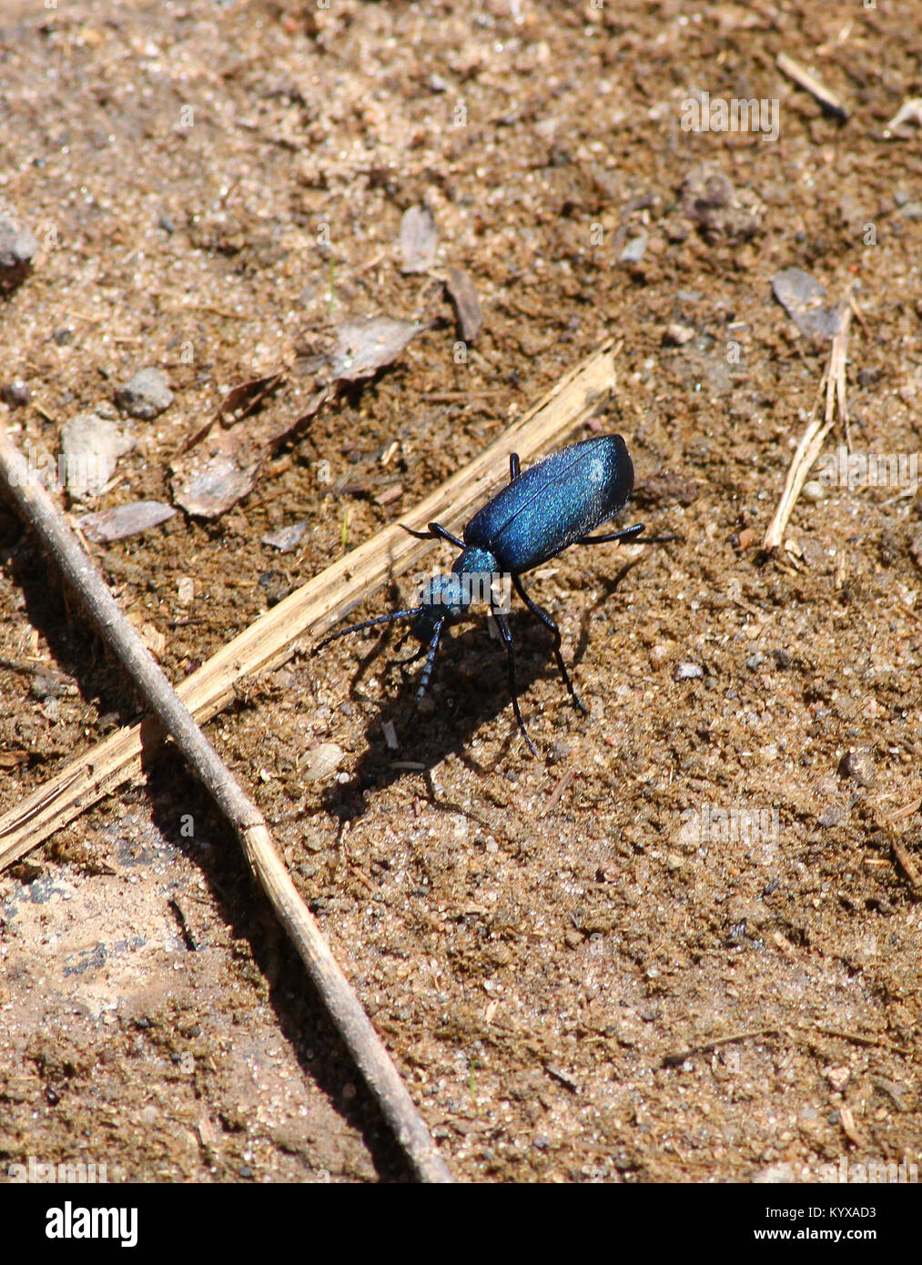 Bleu métal blister beetle, réserve privée de Victoria Falls, Zimbabwe. Banque D'Images