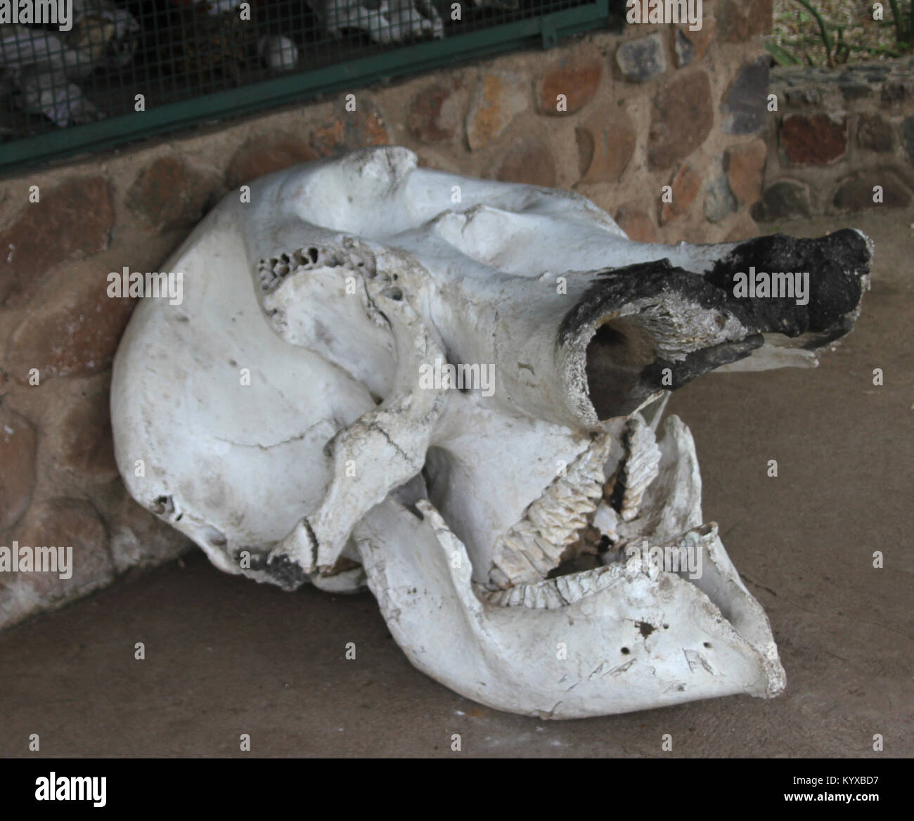 Crâne d'éléphant à côté de cage au Parc National de Mosi-oa-Tunya Victoria Falls au Zimbabwe. Banque D'Images