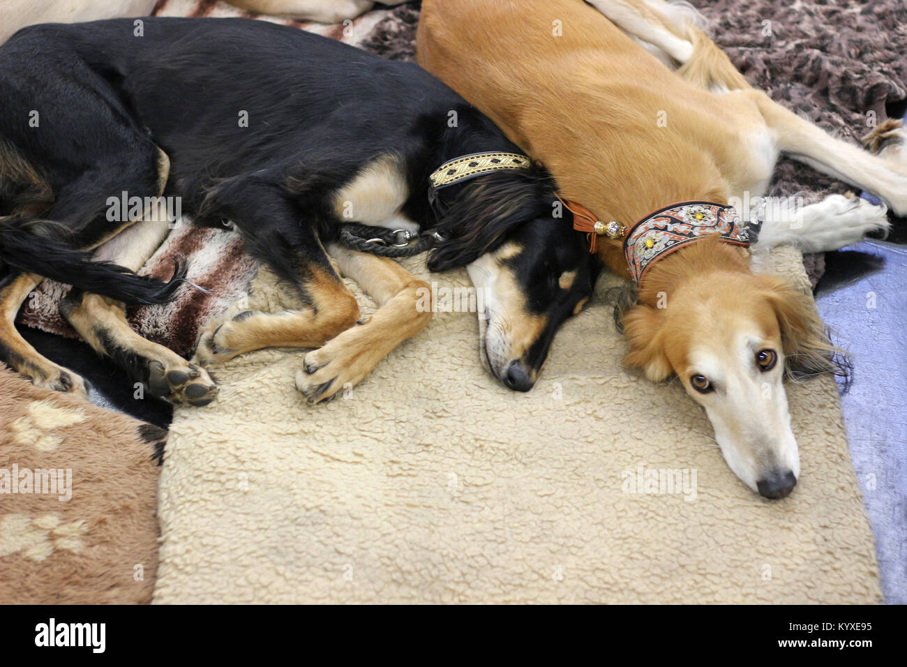 Deux lévriers fatigué lors d'une exposition canine, allongé sur les tapis Banque D'Images