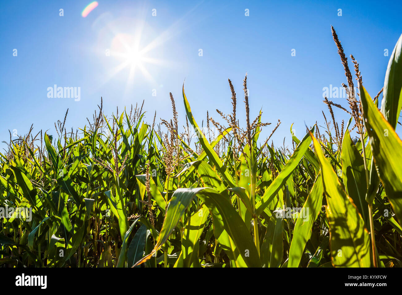 Le soleil qui brille sur les plants de maïs dans un champ de maïs. Banque D'Images