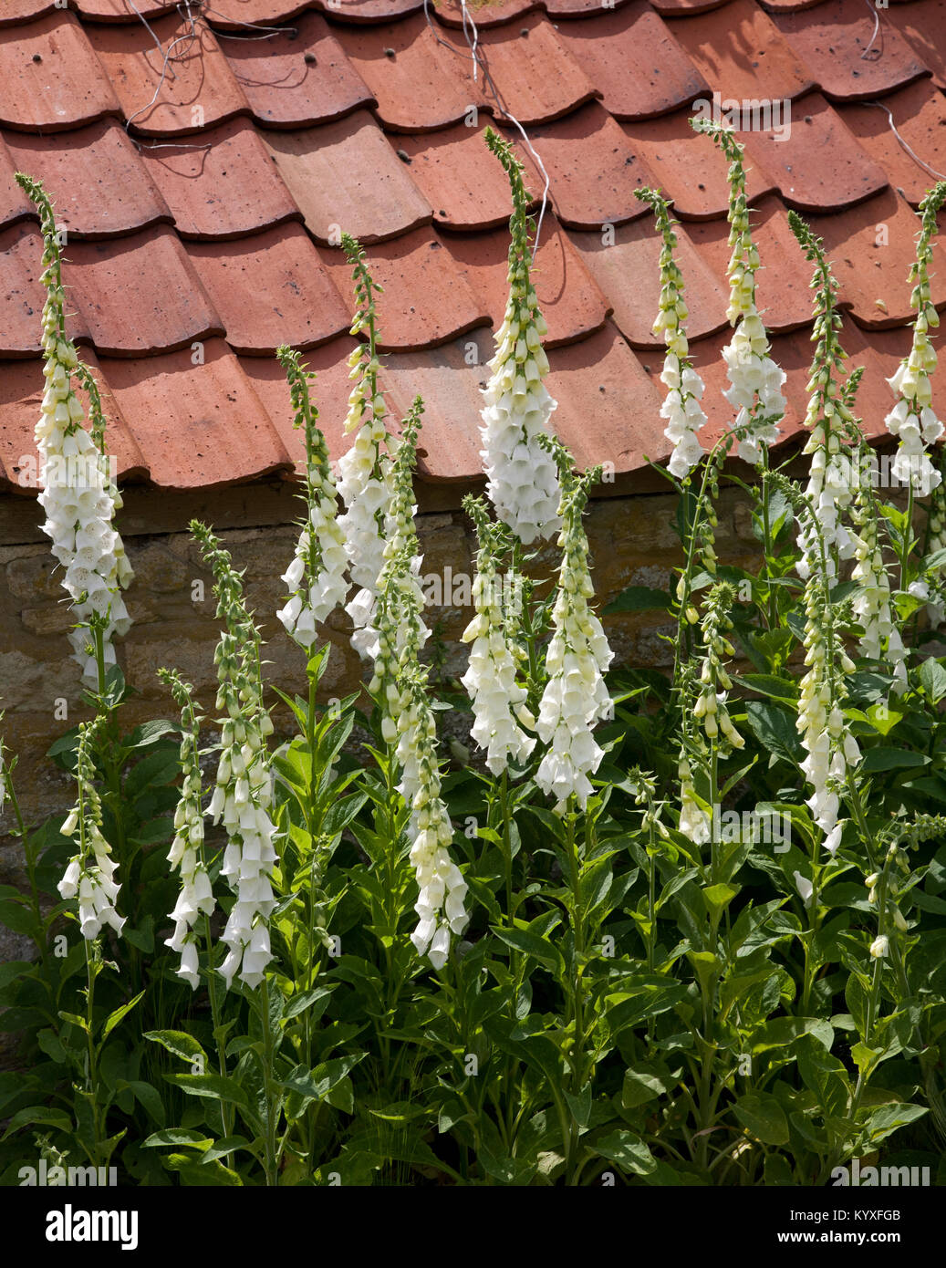 À fleurs blanches digitales (Digitalis purpurea f. albiflora) avec des tuiles en terre cuite dans l'arrière-plan. Banque D'Images