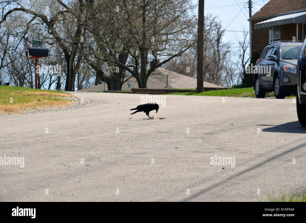 Crow Manger Roadkill Banque D'Images