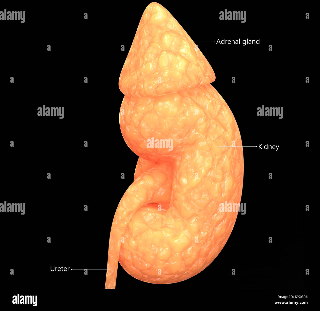 Les organes du corps humain (rein) Anatomie Banque D'Images