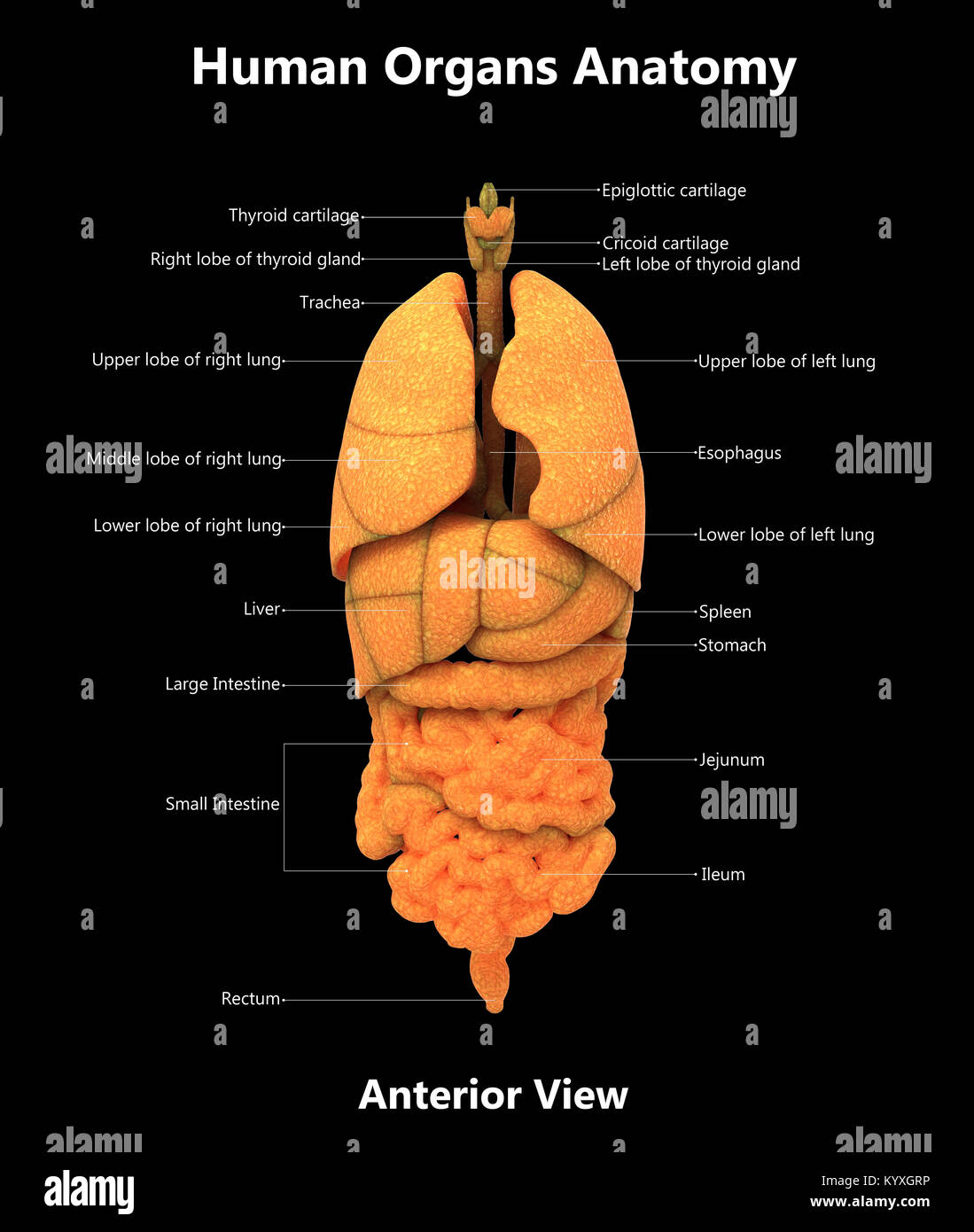 Les organes du corps humain Anatomie de la conception de l'étiquette vue antérieure Banque D'Images