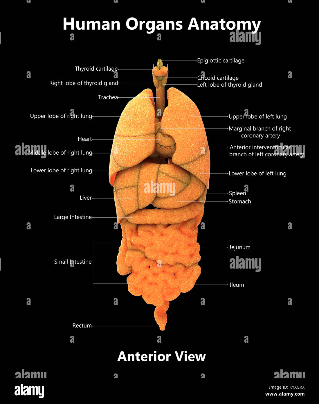 Les organes du corps humain Anatomie de la conception de l'étiquette vue antérieure Banque D'Images