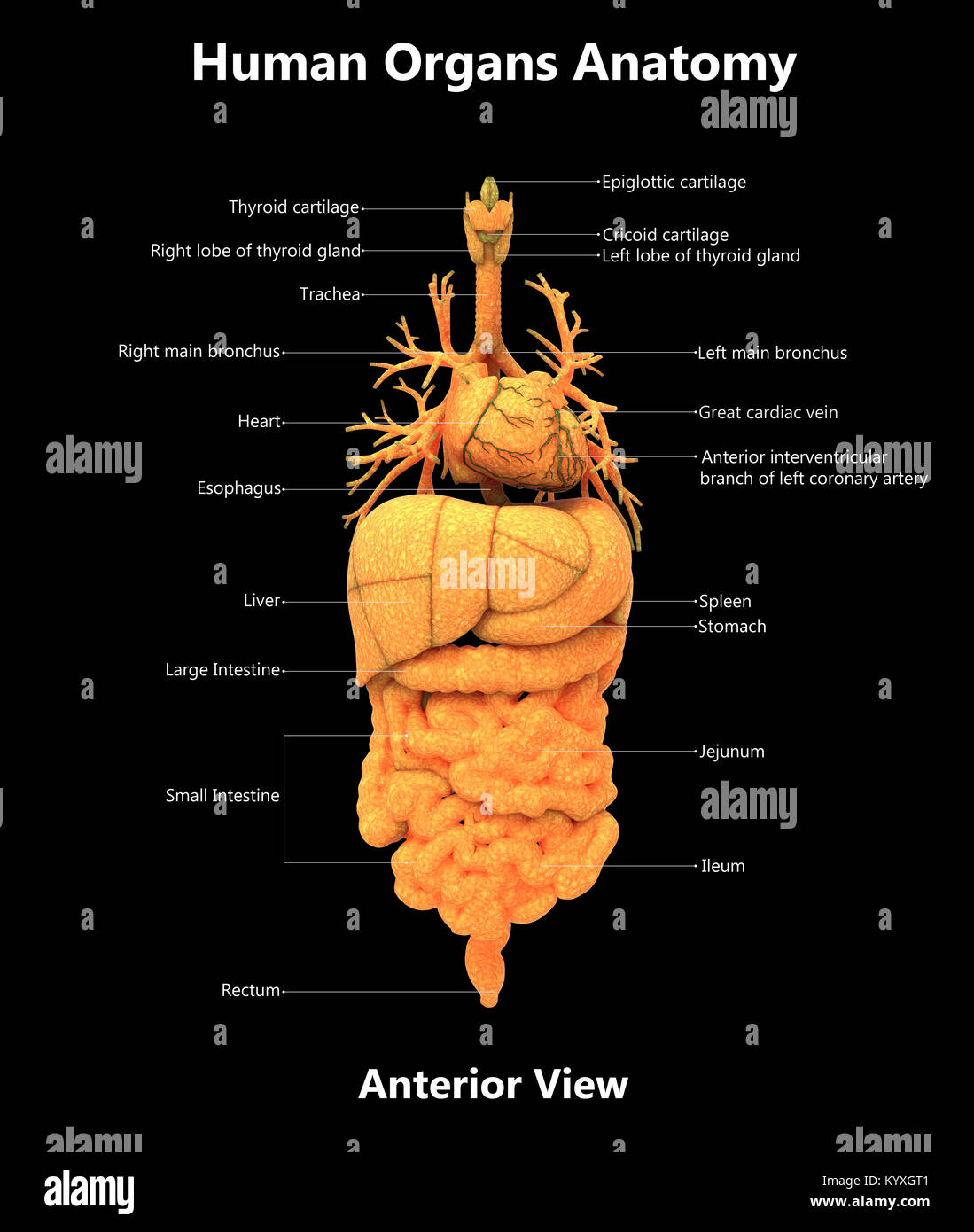 Les organes du corps humain Anatomie de la conception de l'étiquette vue antérieure Banque D'Images