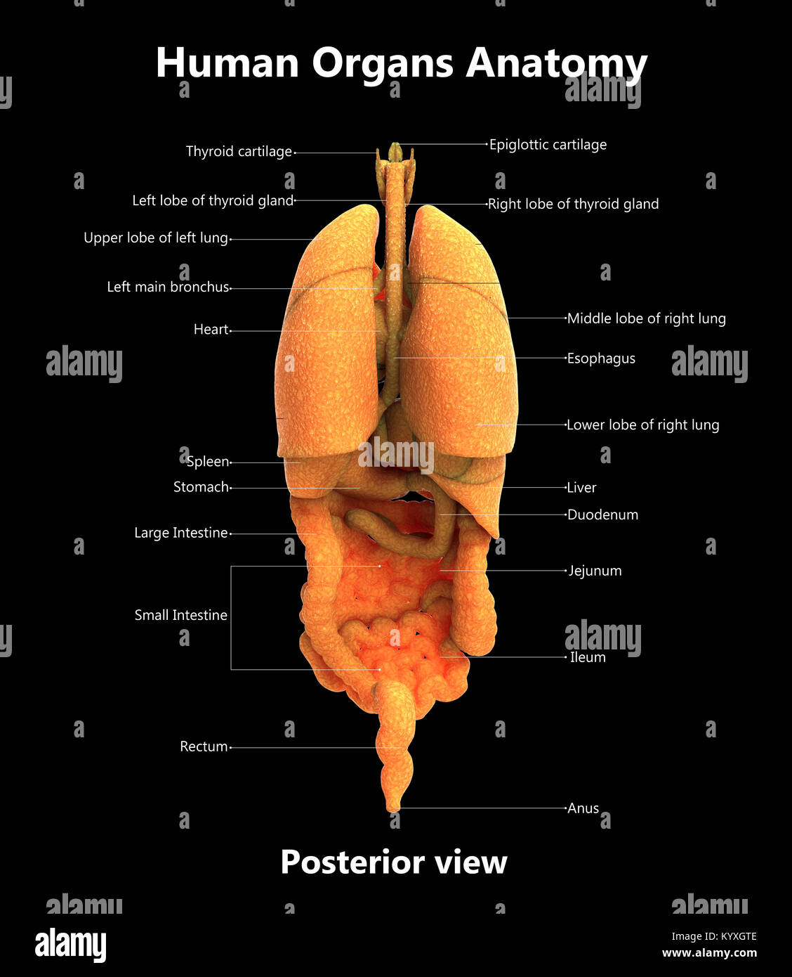 Les organes du corps humain Anatomie de la conception de l'étiquette vue postérieure Banque D'Images
