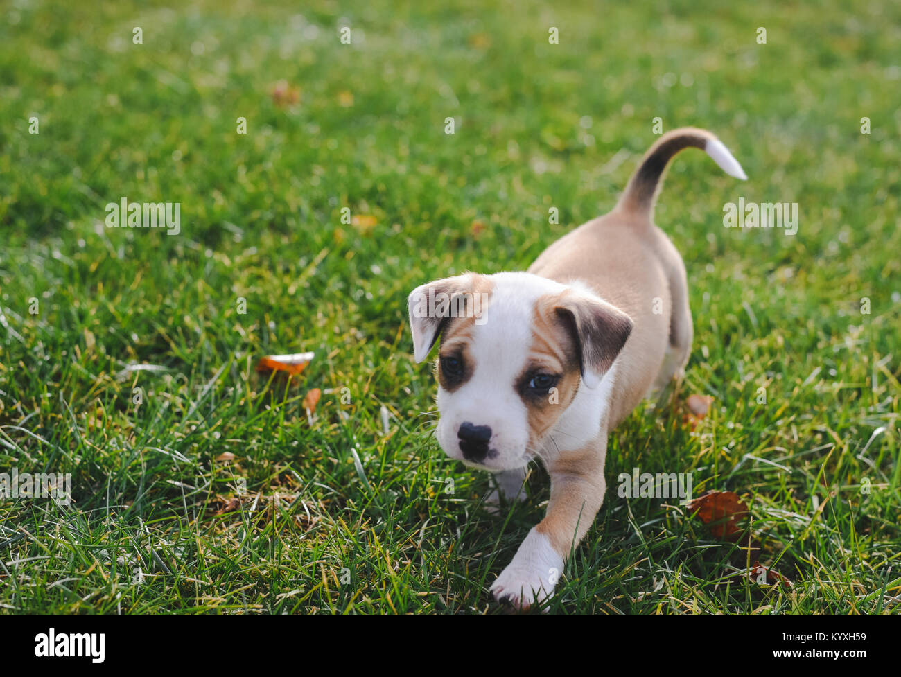 Un bébé fille est titulaire d'un chiot beagle sur une diapositive rouge en été. Banque D'Images