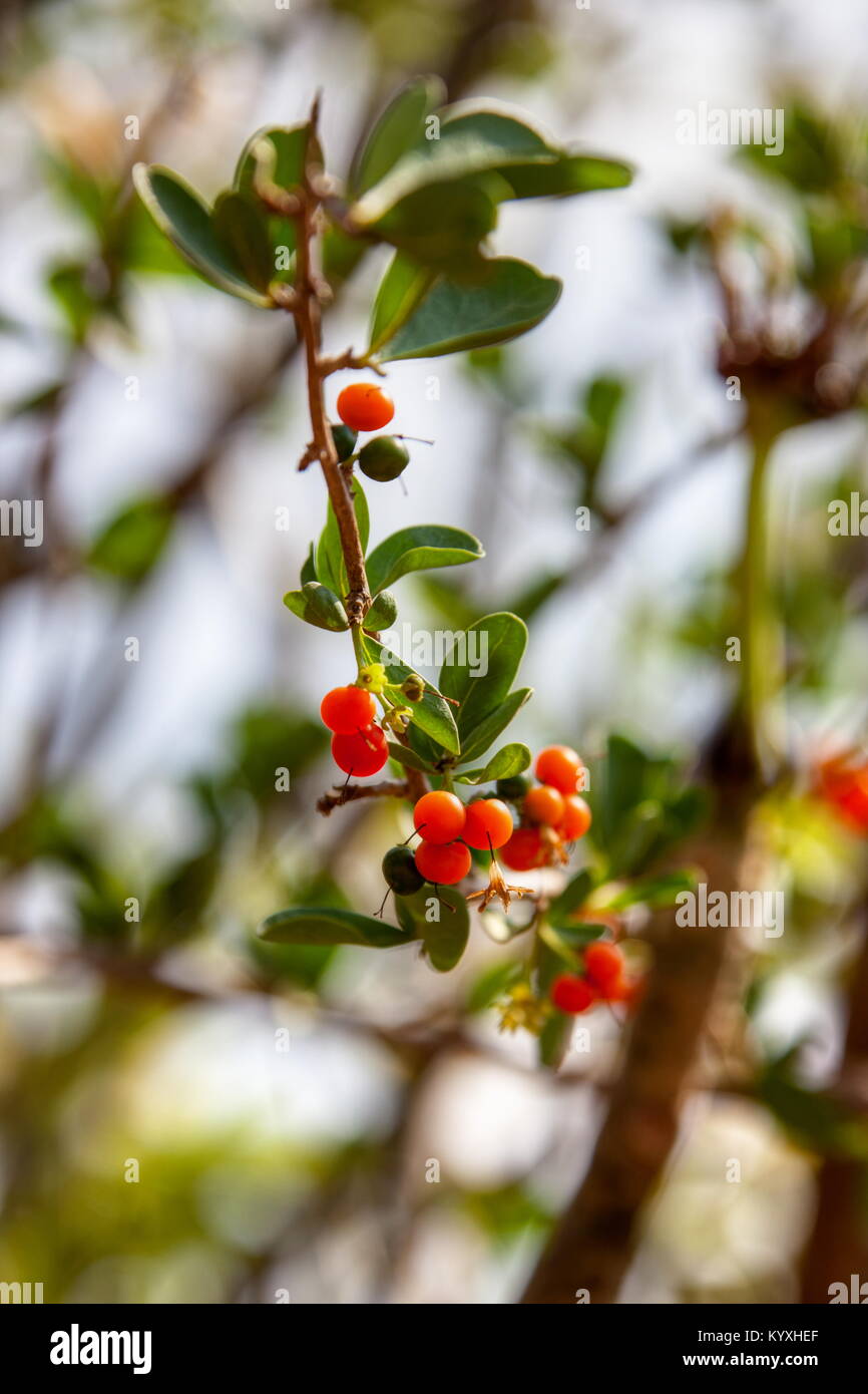 Petits fruits rouges yaupon (Ilex vomitoria) contre le ciel bleu Banque D'Images