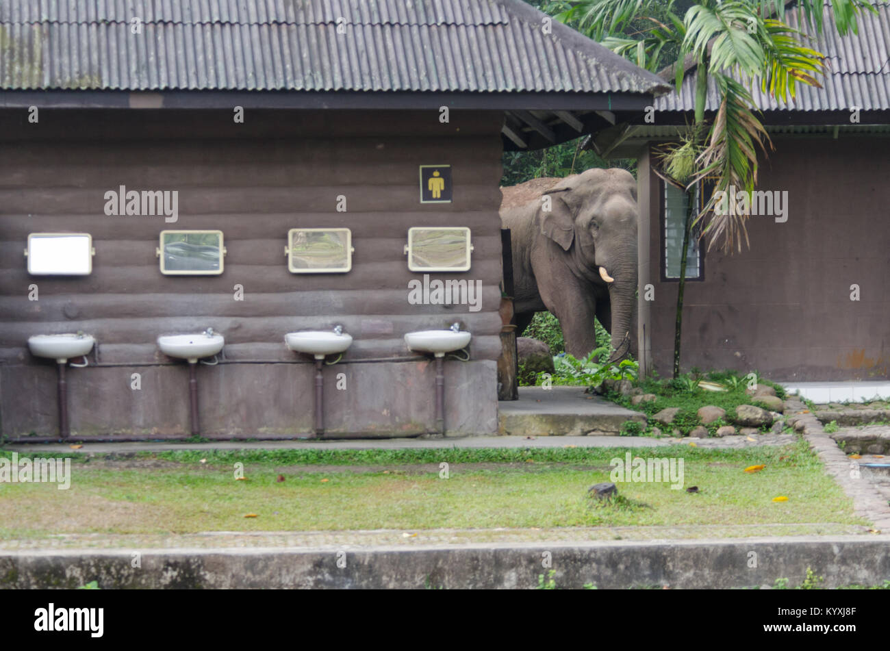 Homme sauvage d'Asie ou de l'éléphant d'Asie (Elephas maximus), la saisie d'une partie de la parc national Khao Yai d'installations, à l'aube, à la recherche de métal d Banque D'Images