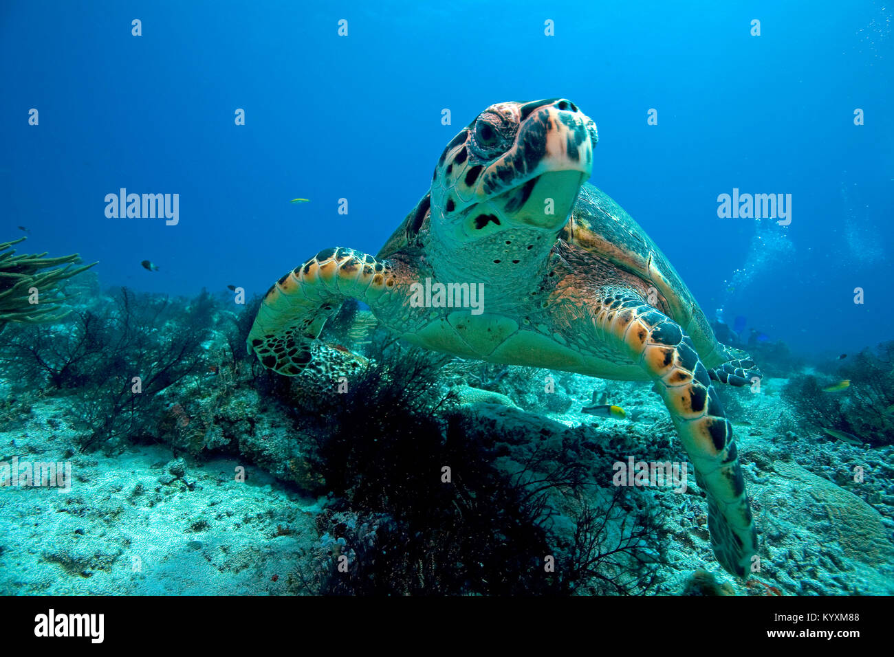 La tortue imbriquée (Eretmochelys imbricata), Playa del Carmen, péninsule du Yucatan, Mexique, Caraïbes Banque D'Images