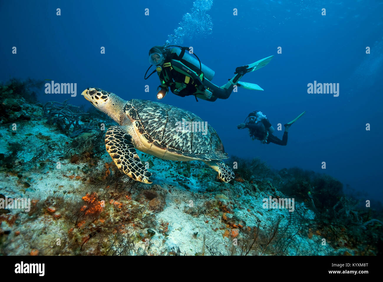 Les Amateurs De Plongée Sous Marine Nager Avec Une Tortue - 