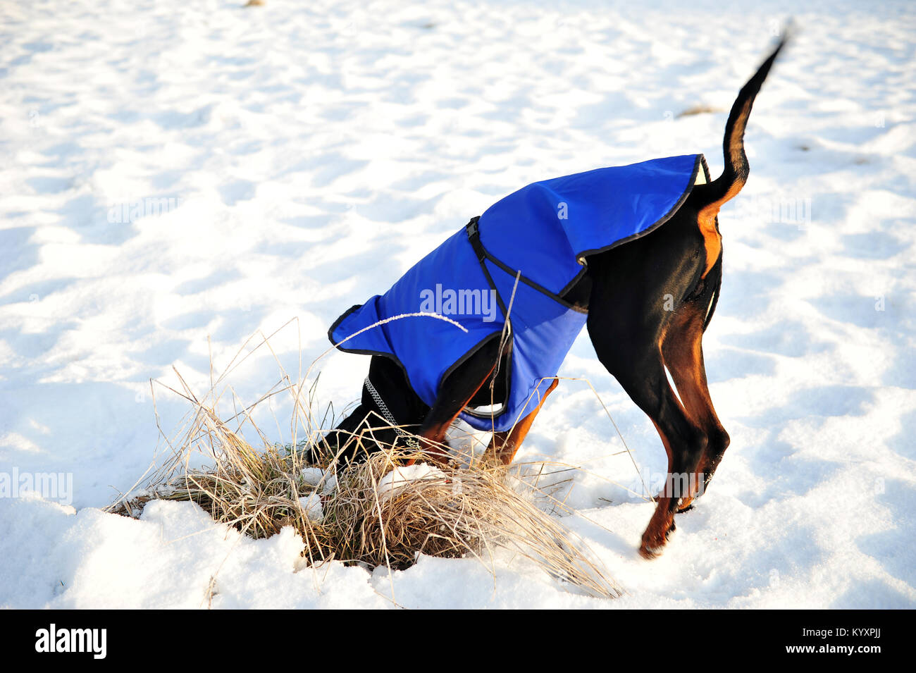 Doberman chien noir creuser dans la neige et l'herbe avec sa longue queue en l'air. Tête couverte. Le chien est vêtu d'un manteau bleu. Snow White background Banque D'Images