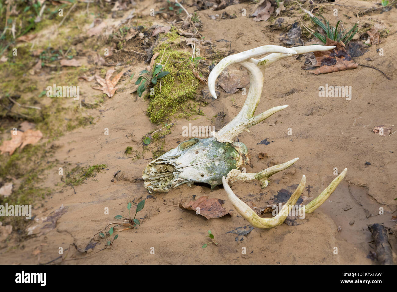 Crâne de buck de Whitetail allongé au bord des ruisseaux avec des bois accrochés hors du sable Banque D'Images Crâne de buck de Whitetail allongé au bord des ruisseaux avec des bois accrochés hors du sable Banque D'Images