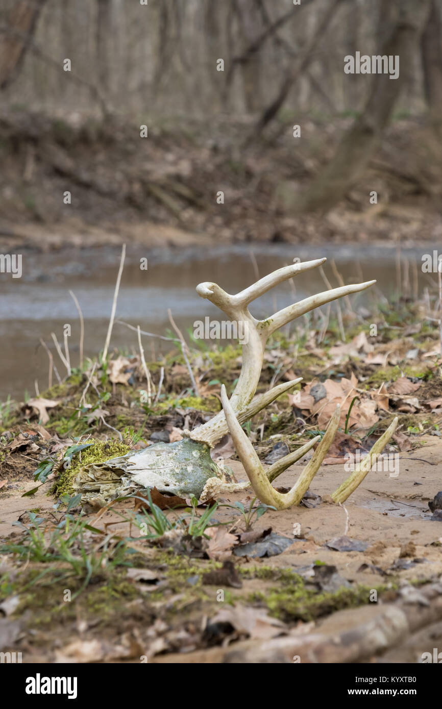 Crâne de buck de Whitetail allongé au bord des ruisseaux avec des bois accrochés hors du sable Banque D'Images Crâne de buck de Whitetail allongé au bord des ruisseaux avec des bois accrochés hors du sable Banque D'Images