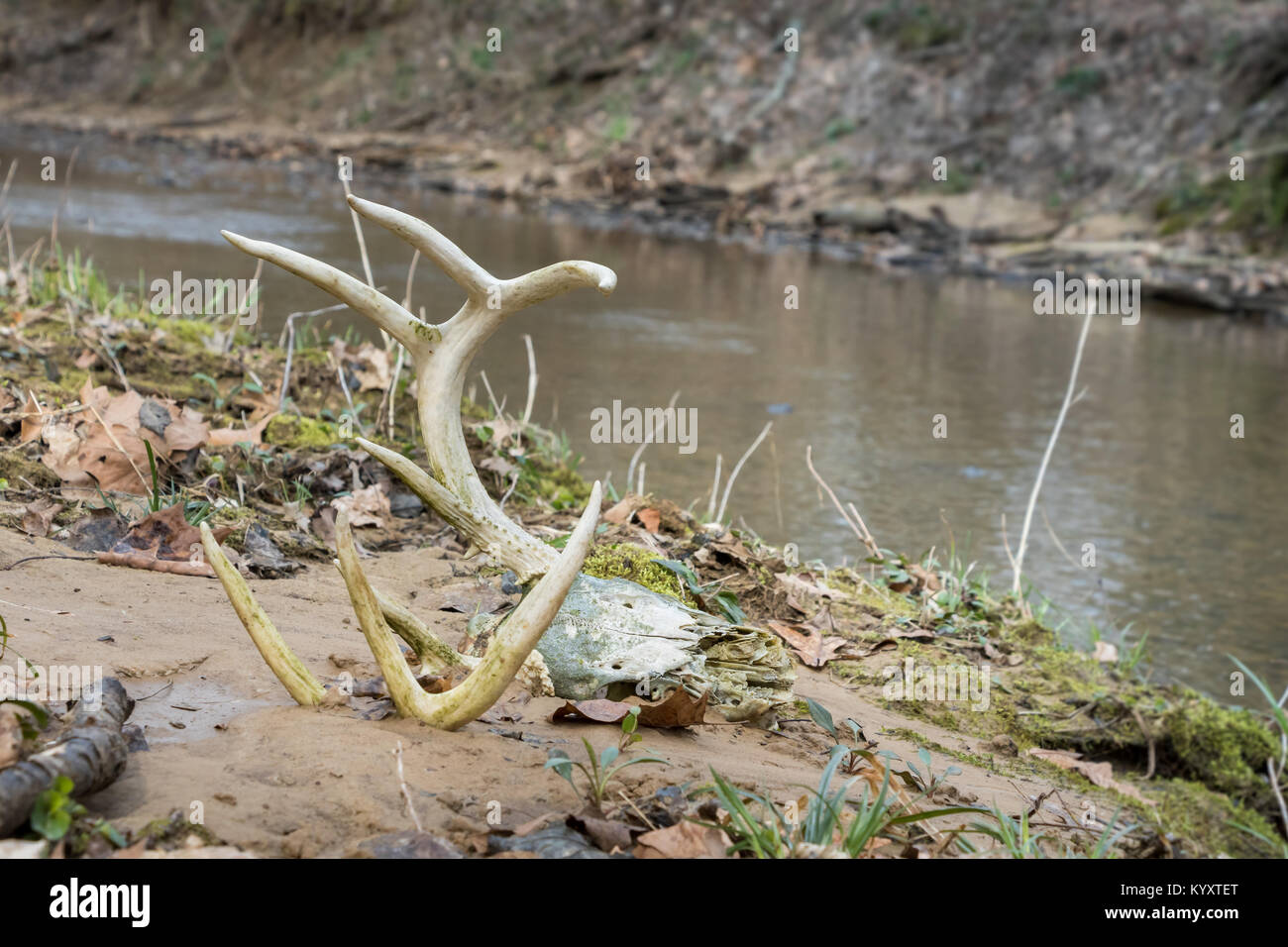 Crâne de buck de Whitetail allongé au bord des ruisseaux avec des bois accrochés hors du sable Banque D'Images Crâne de buck de Whitetail allongé au bord des ruisseaux avec des bois accrochés hors du sable Banque D'Images