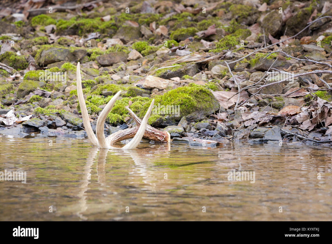 Whitetail Shed Antler dans l'eau de réflexion Banque D'Images