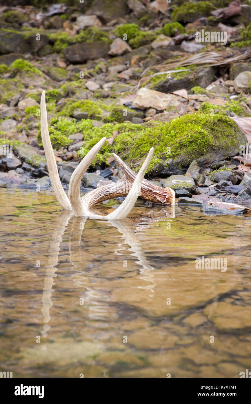 Whitetail Shed Antler dans l'eau de réflexion Banque D'Images