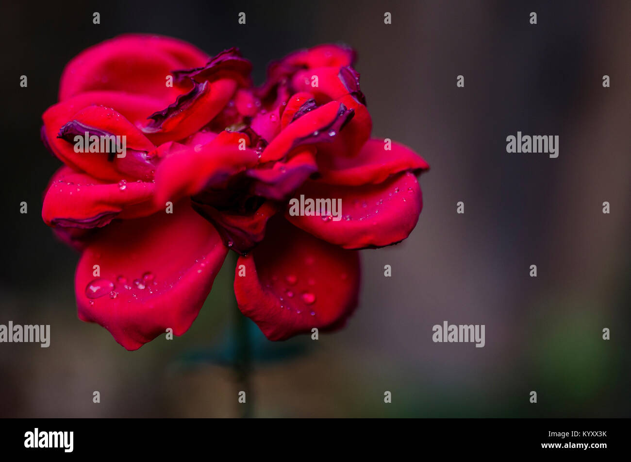 Close-up of blooming rose humide à l'extérieur Banque D'Images