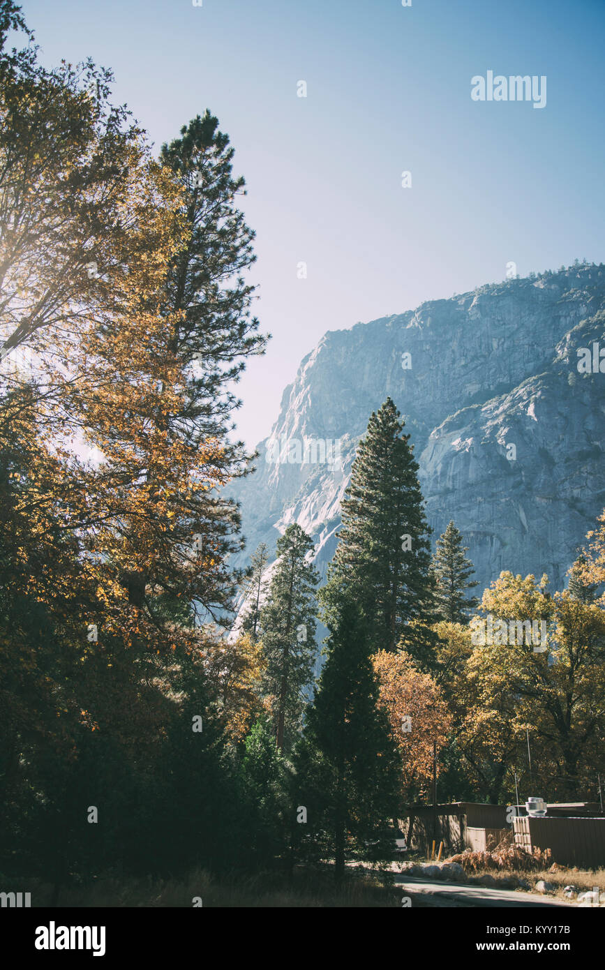 Low angle vue panoramique d'arbres dans les montagnes à l'encontre de la forêt du Parc National de Yosemite Banque D'Images
