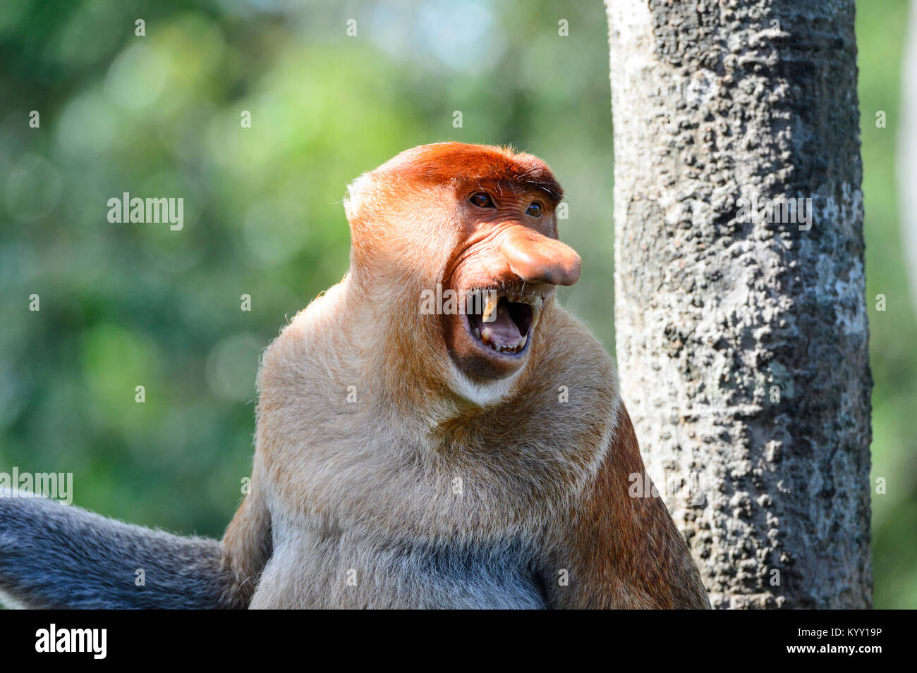 Portrait d'un Proboscis Monkey (Nasalis larvatus) montrant les dents, de singes Proboscis, Labuk Bay, près de Sandakan, Bornéo, Sabah, Malaisie Banque D'Images