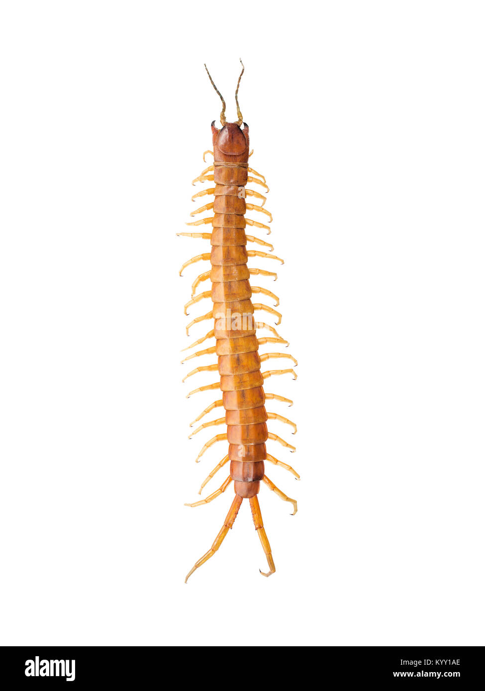 Vue aérienne de centipede sur fond blanc Banque D'Images