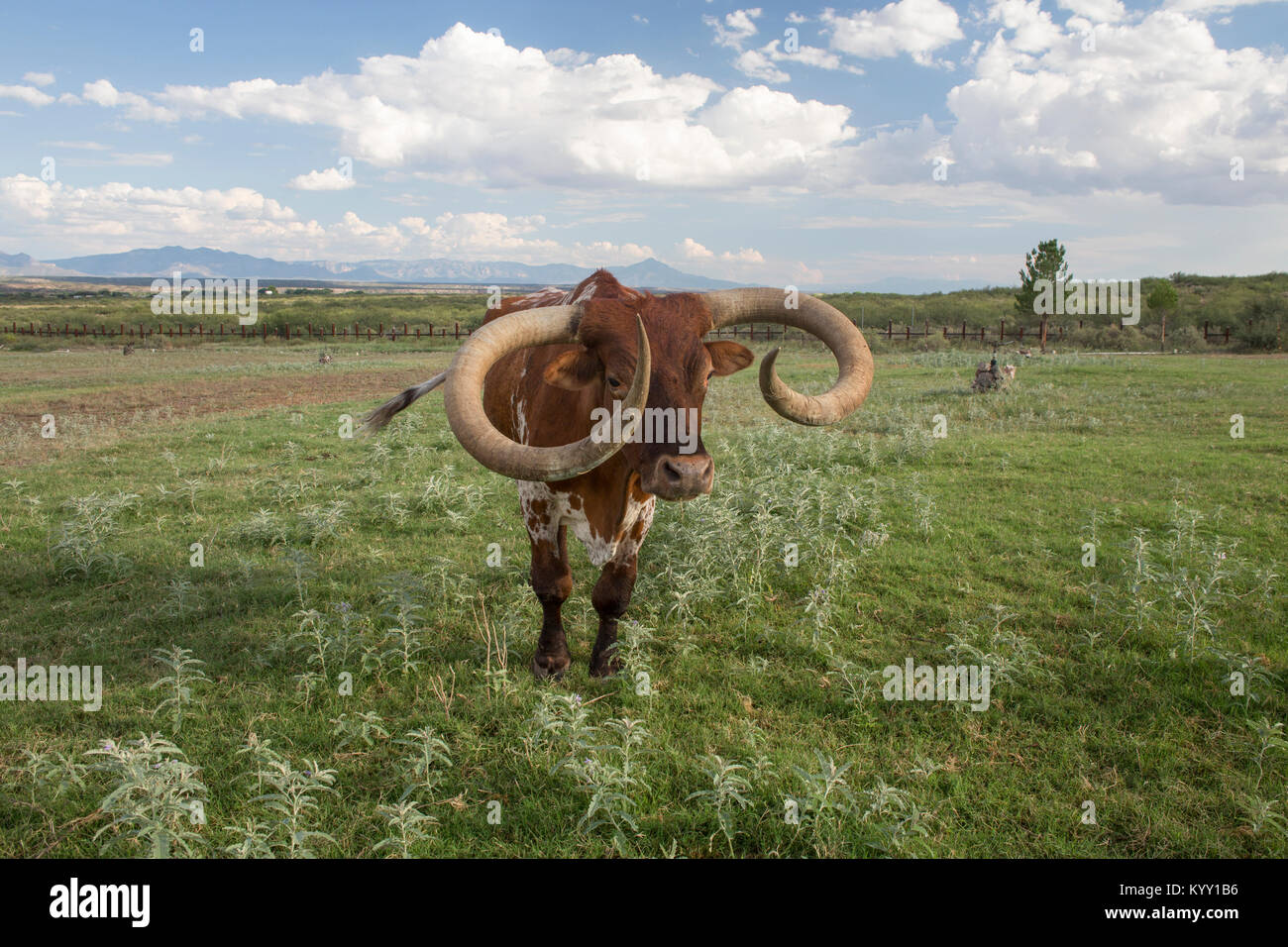 Grand-duc d'cow standing on grassy field against cloudy sky Banque D'Images