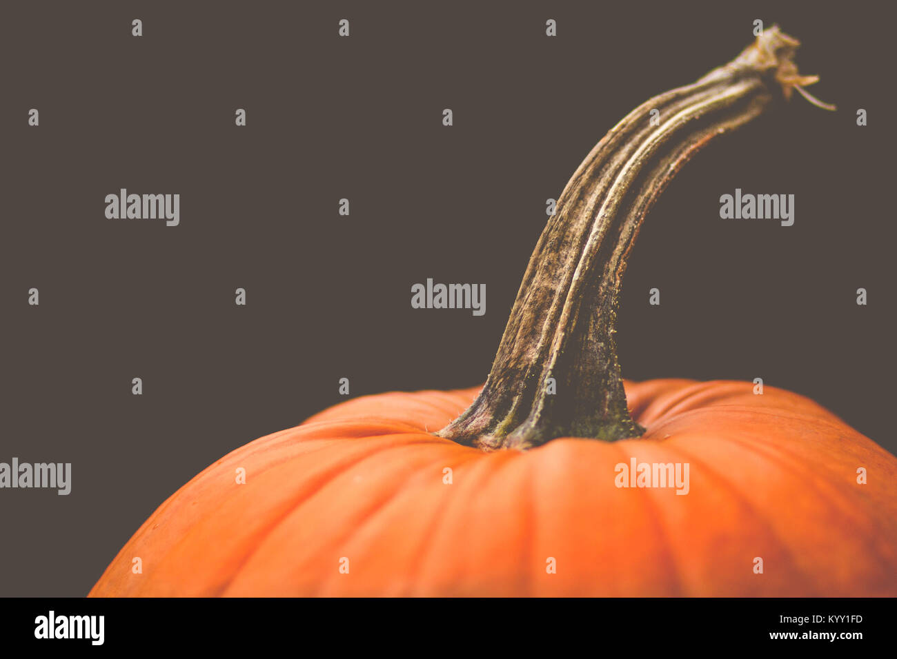 Close-up of pumpkin contre l'arrière-plan de couleur Banque D'Images