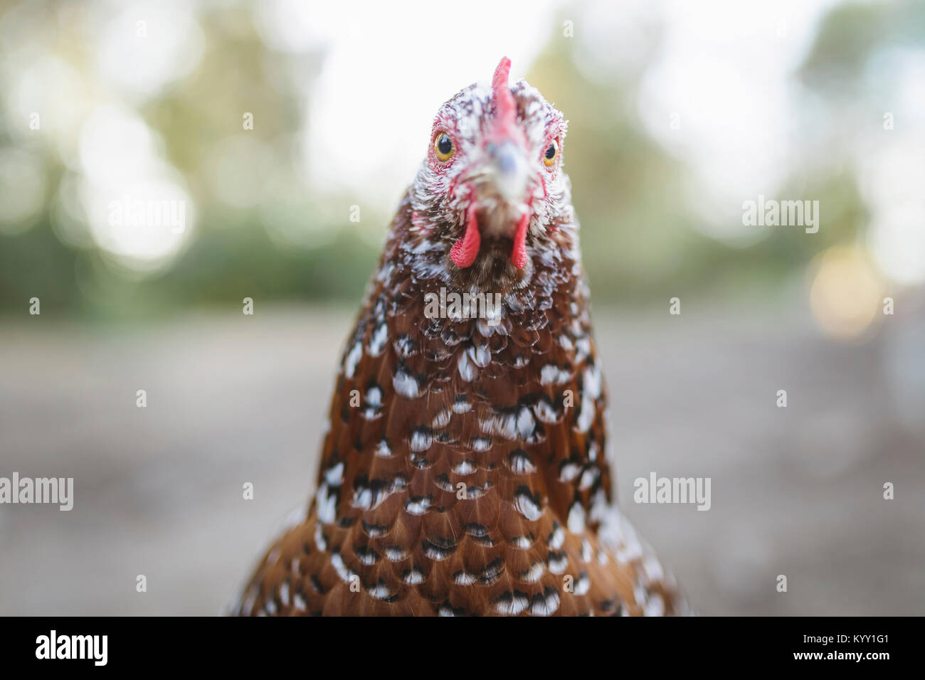 Close-up portrait of hen Banque D'Images