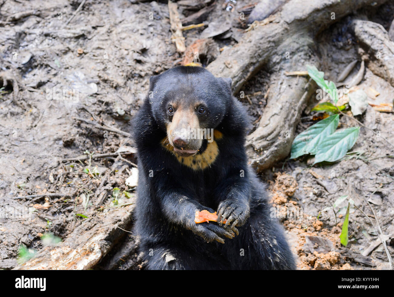 Portrait d'une espèce menacée (ours malais Helarctos malayanus) tirant la langue, Sun Bear Conservation Centre, Sepilok, Bornéo, Sabah, Malaisie Banque D'Images