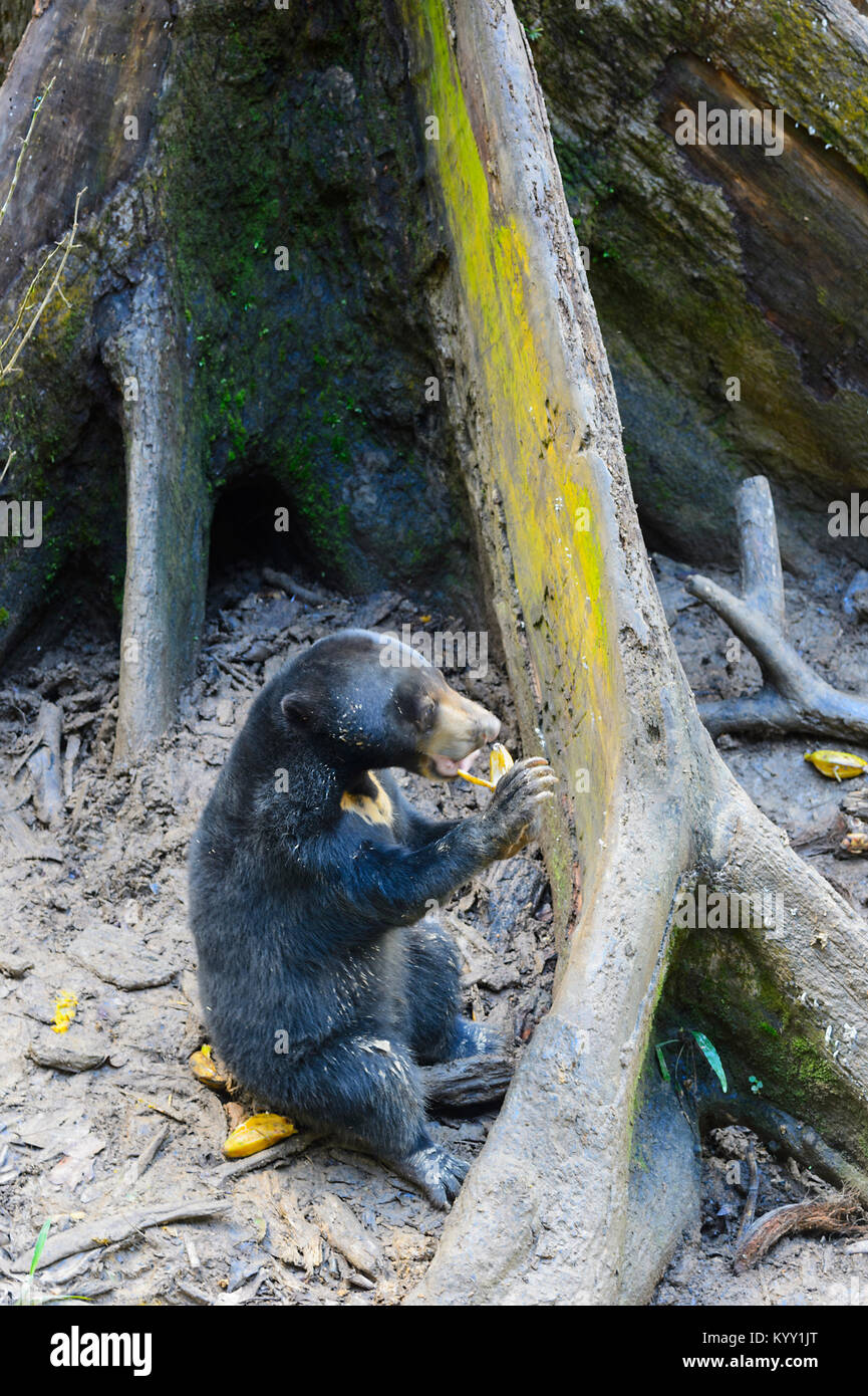 Ours malais en voie de disparition (Helarctos malayanus), d'alimentation, Centre de Conservation des Ours Sun Sepilok, Bornéo, Sabah, Malaisie Banque D'Images