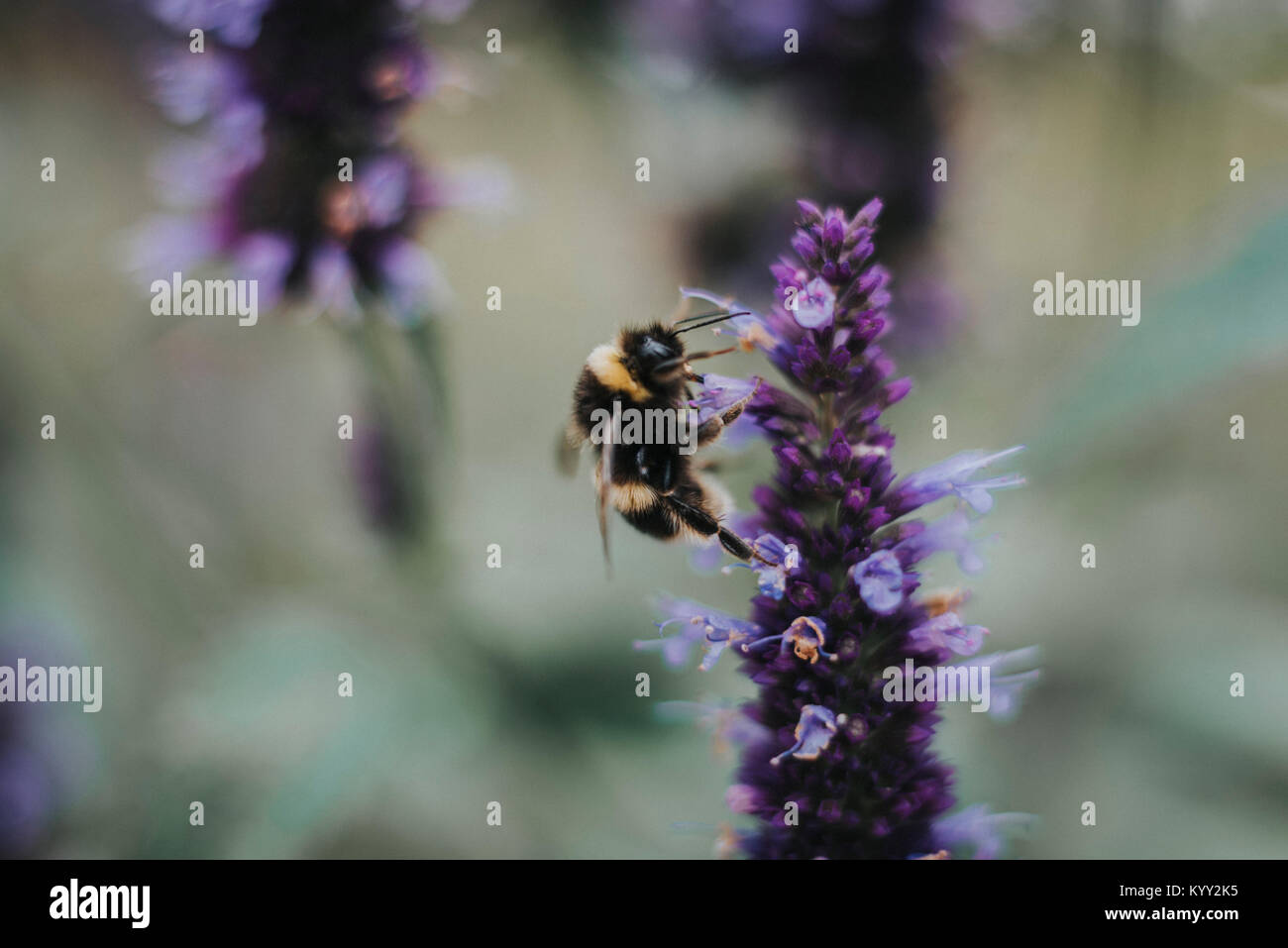 Close-up d'abeille pollinisant sur les fleurs Banque D'Images